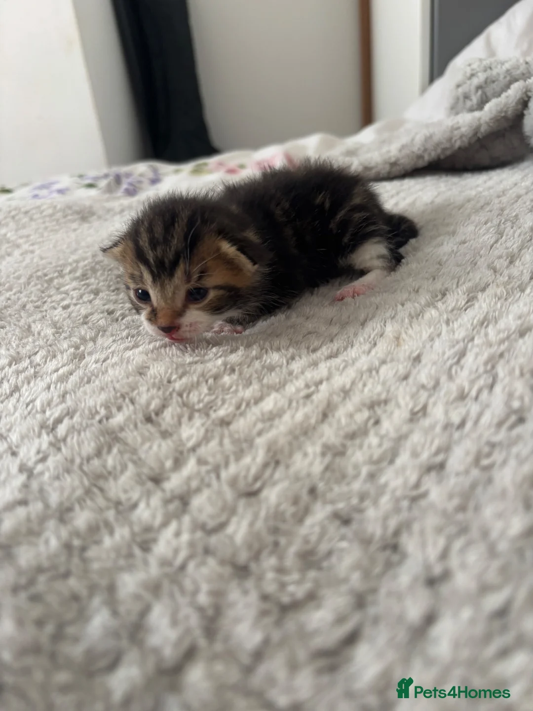 Mixed Breed cats for sale: Three Boys One Girl.  - Advert 8