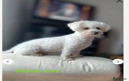 Bichon Frise dogs for sale: GORGEOUS BICHON FRISE❤️ 2 girls 3 boys - Image 11
