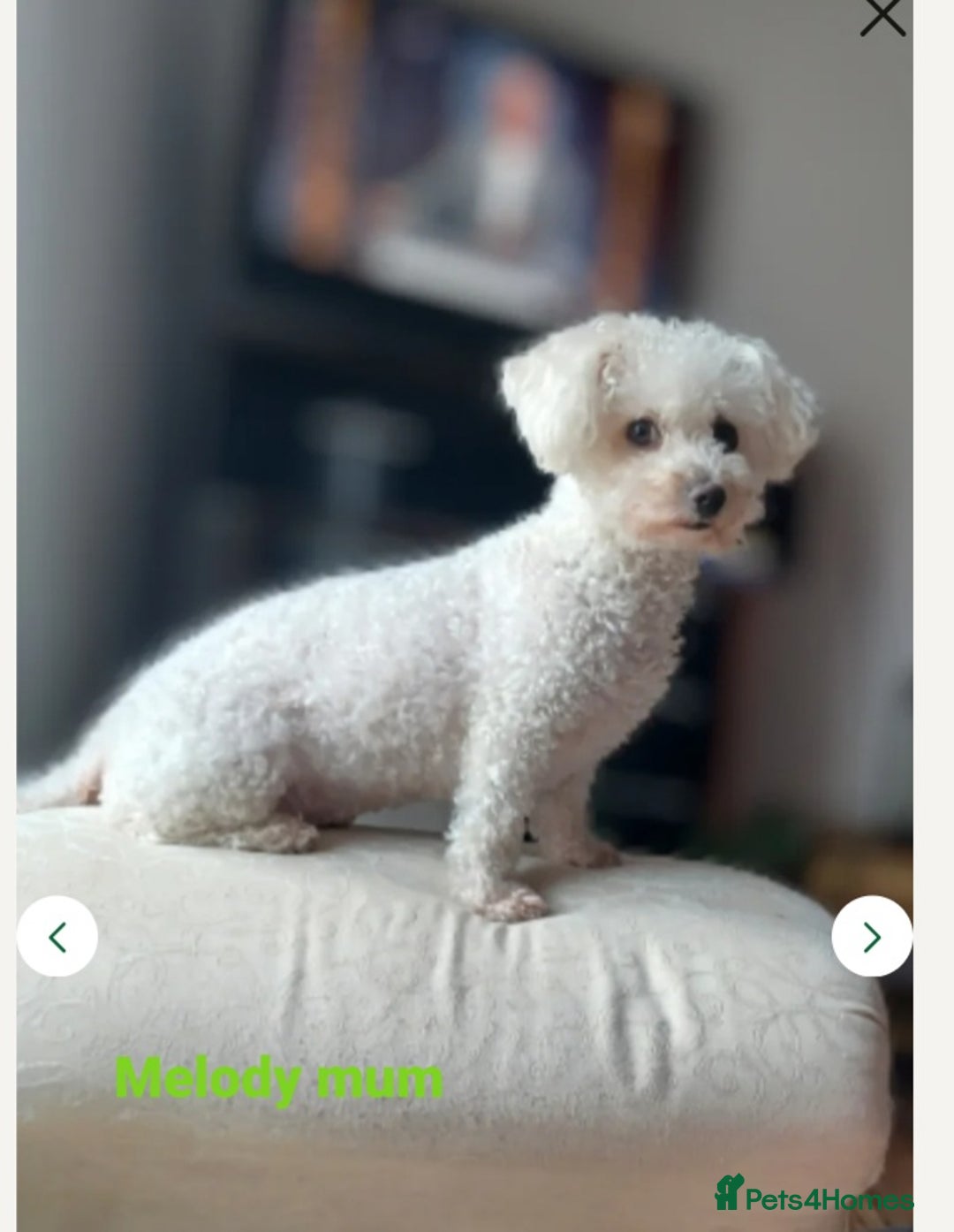 Bichon Frise dogs for sale: GORGEOUS BICHON FRISE❤️ 2 girls 3 boys - Image 11