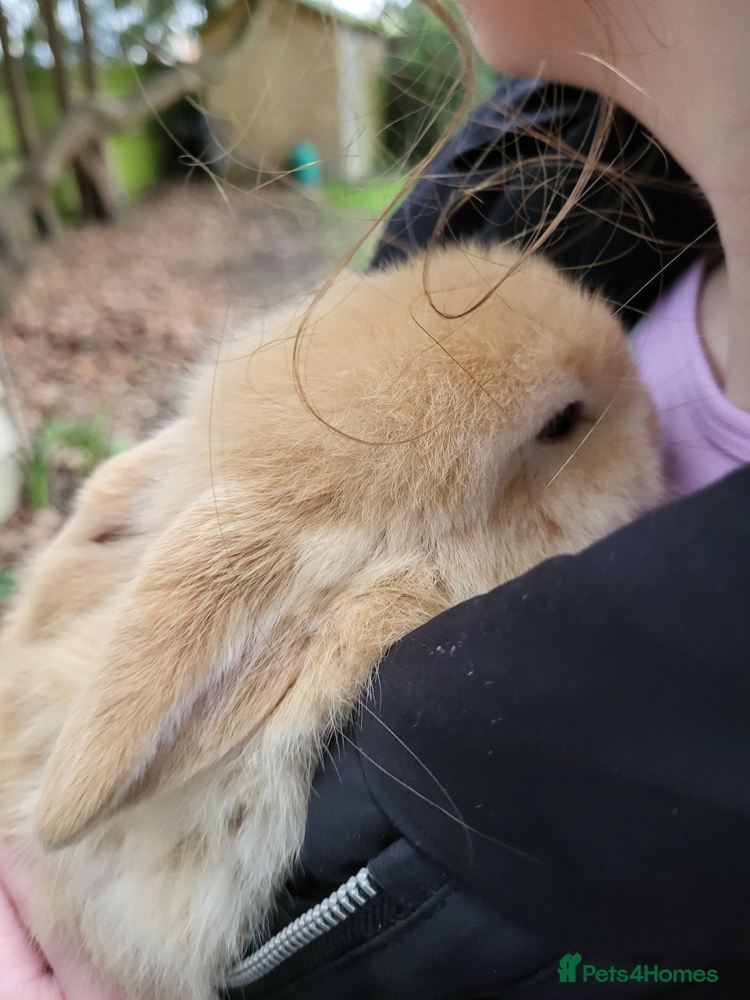 Mini Lop rabbits for sale: Blonde Mini Lop Bunnie very tame ready to leave  - Advert 3