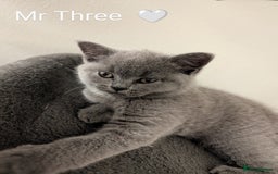 British Shorthair cats for sale: British Short Hairs And White BSH - Image 1