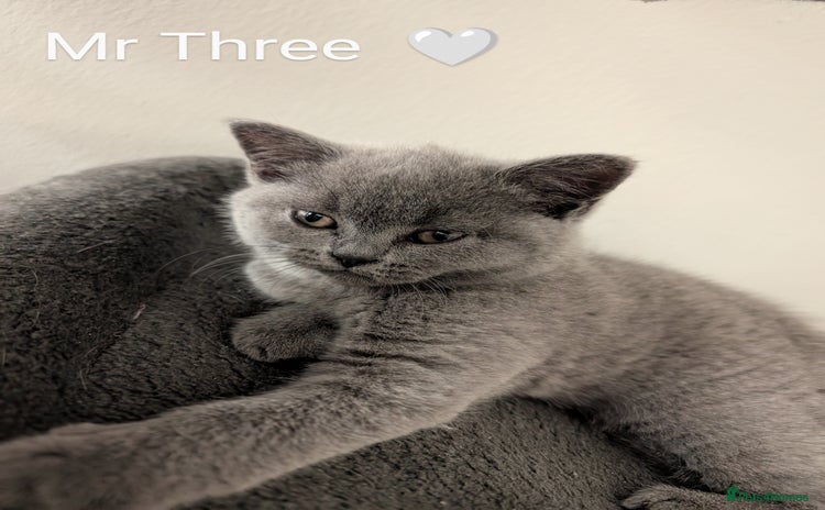 British Shorthair cats - Advert 13