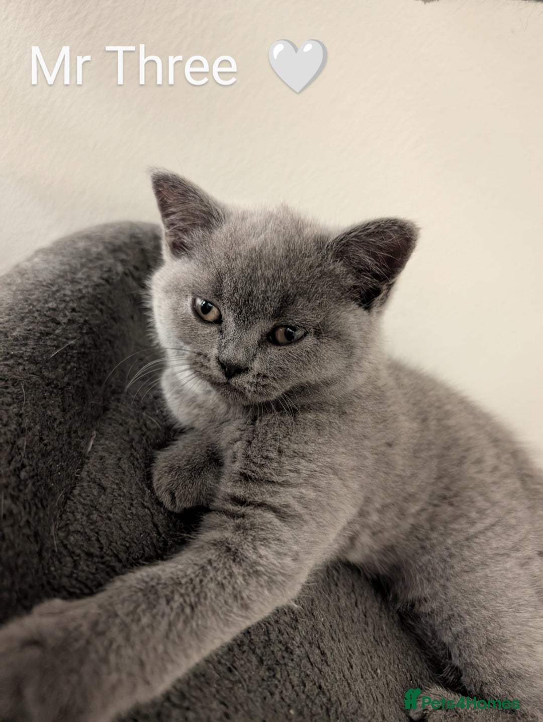British Shorthair cats for sale: British Short Hairs And White BSH - Image 1