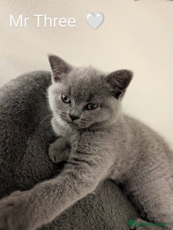British Shorthair cats - Advert 9