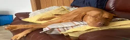 Hungarian Vizsla dogs for sale: The Golden Hearted Guardians Chapter🥈 - Advert 14