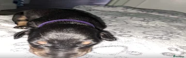 Mixed Breed 2