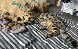 Mixed Breed cats for sale: Two Bengal-cross girls - Tosia and Bailey - Image 4