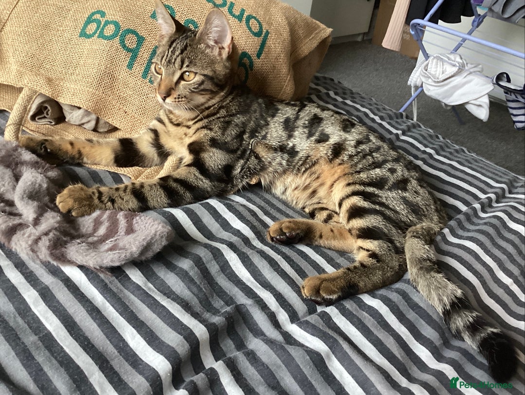 Mixed Breed cats for sale: Two Bengal-cross girls - Tosia and Bailey - Image 4