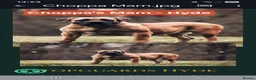 Boerboel dogs for sale: Boreboel (Bella) gave birth, 3 girls left - Advert 11