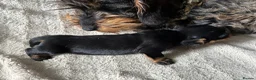 Miniature Dachshund dogs for sale: Lovely Miniature Wired hair dachshund male  in Cairndow - Advert 3