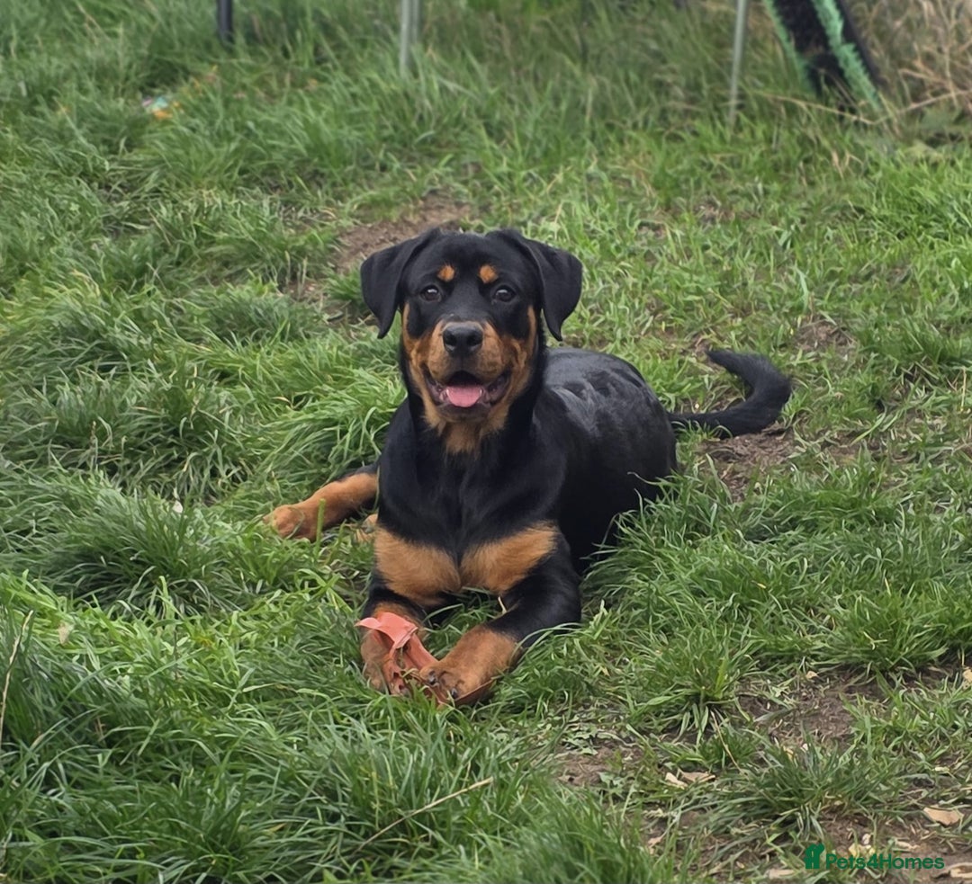 Rottweiler dogs for sale: 6 month old rottie girl - Image 2