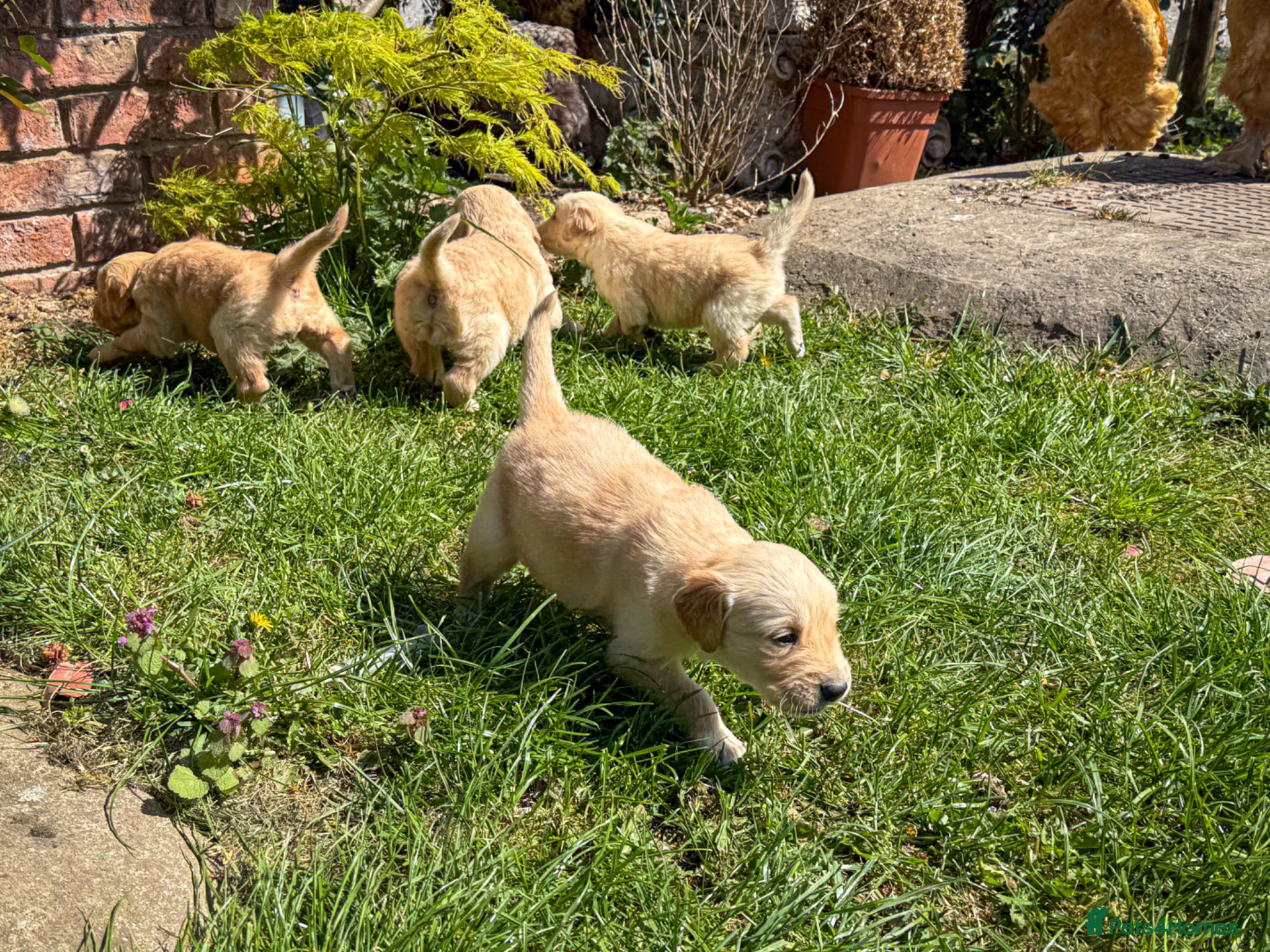Golden Retriever dogs Traditional Dark Golden Retriever Puppy’s KC Reg - Advert 1