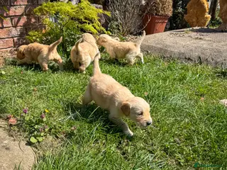 Golden Retriever dogs for sale: Traditional Dark Golden Retriever Puppy’s KC Reg - Advert 2