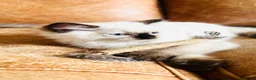 Ragdoll cats for sale: 🏆 champion bloodline pedigree pure ragdoll kitten - Advert 5