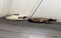 Ragamese cats for sale: Beautiful ragamese/bengal  - Image 18