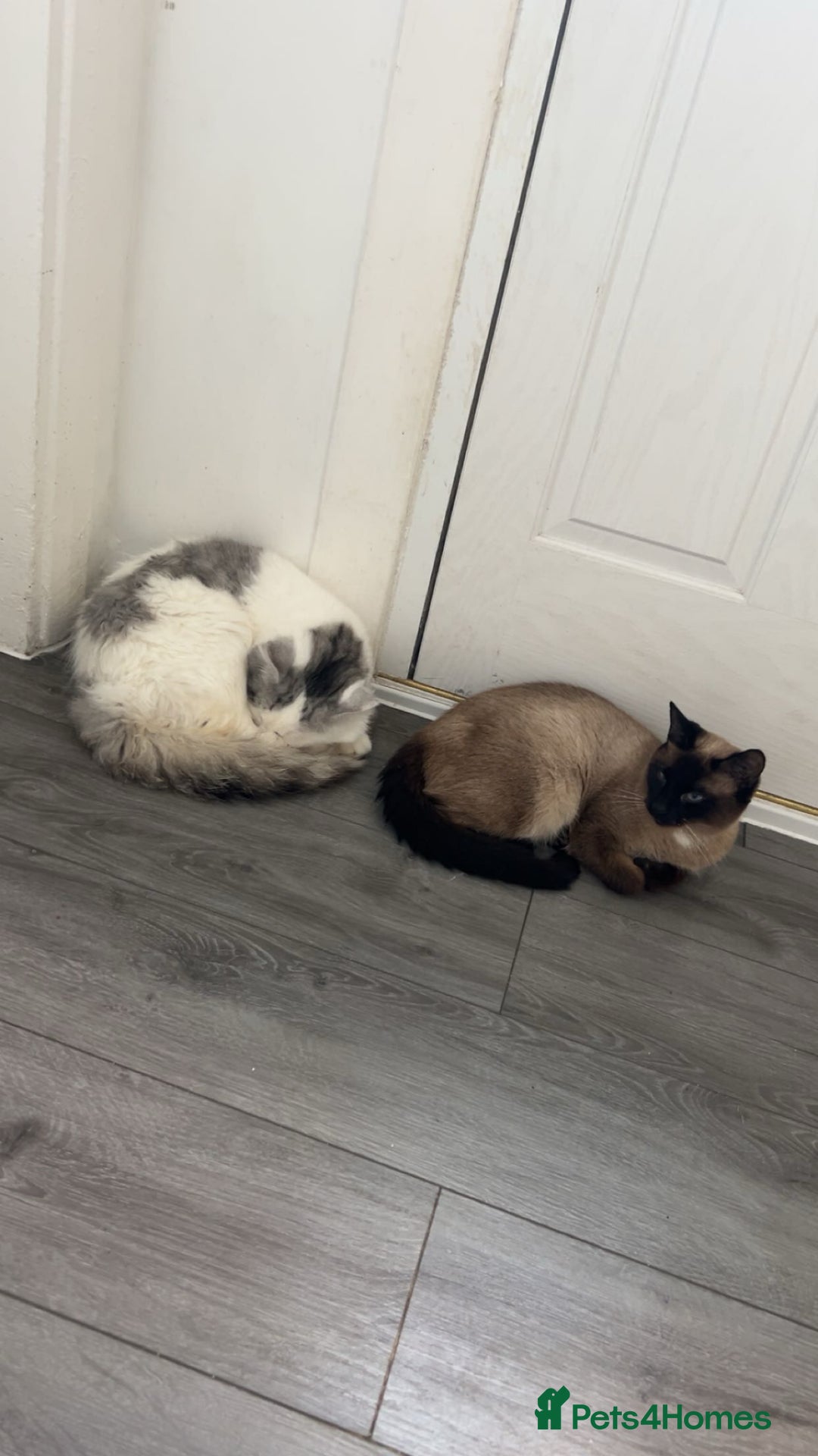 Ragamese cats for sale: Beautiful ragamese/bengal  - Image 18