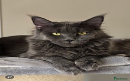 Maine Coon cats for sale: Maine Coon kittens  - Image 11