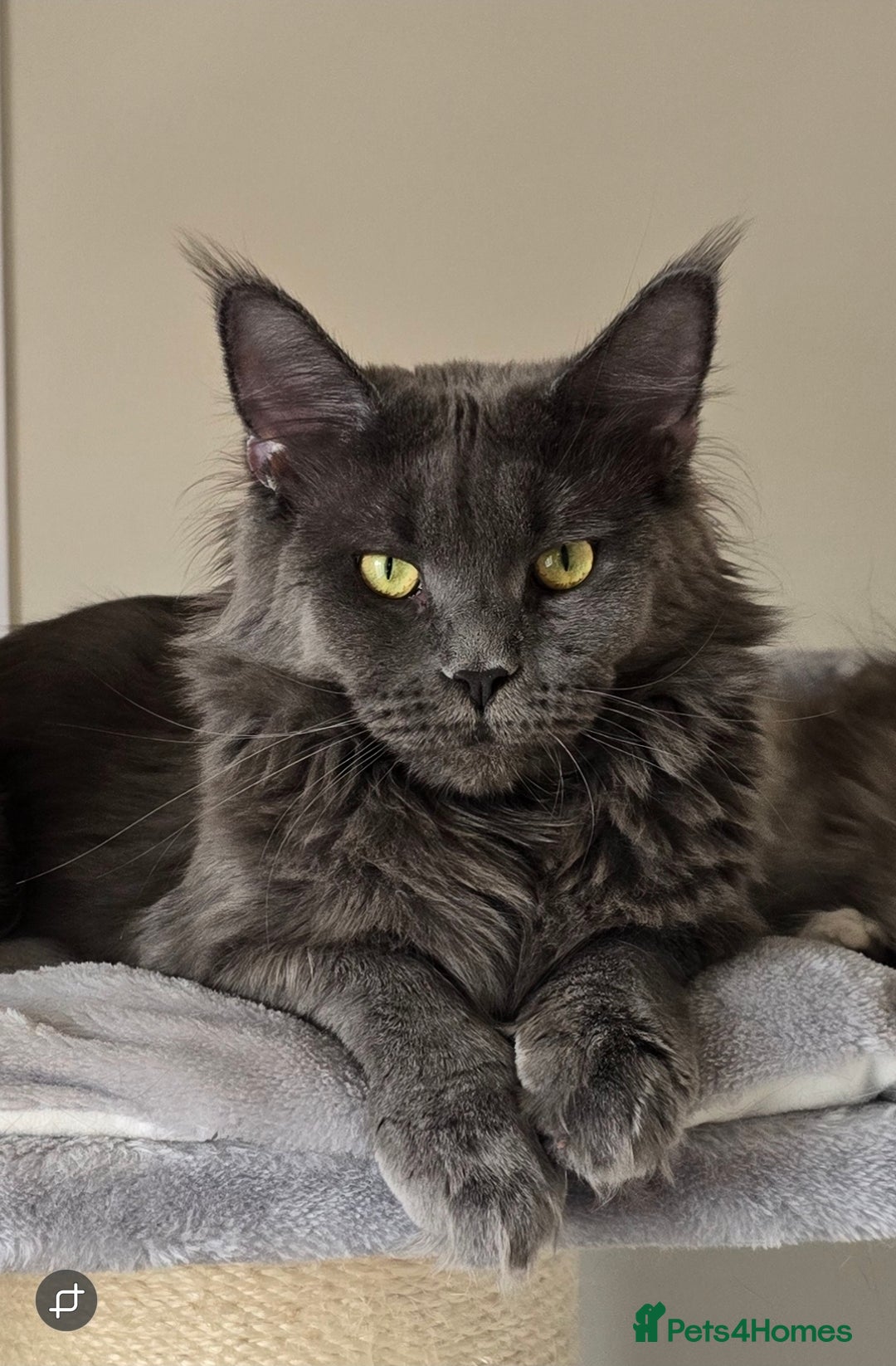 Maine Coon cats for sale: Maine Coon kittens  - Image 11