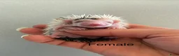 Pygmy Hedgehog rodents for sale: Gorgeous litter for Sale!  - Advert 17