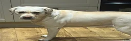 Labrador Retriever dogs for sale: Chunky Show Type Black Boy Labrador Puppy - Advert 3