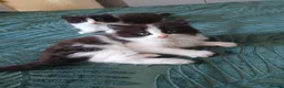 Mixed Breed cats for sale: Ms Svetlana - Advert 6