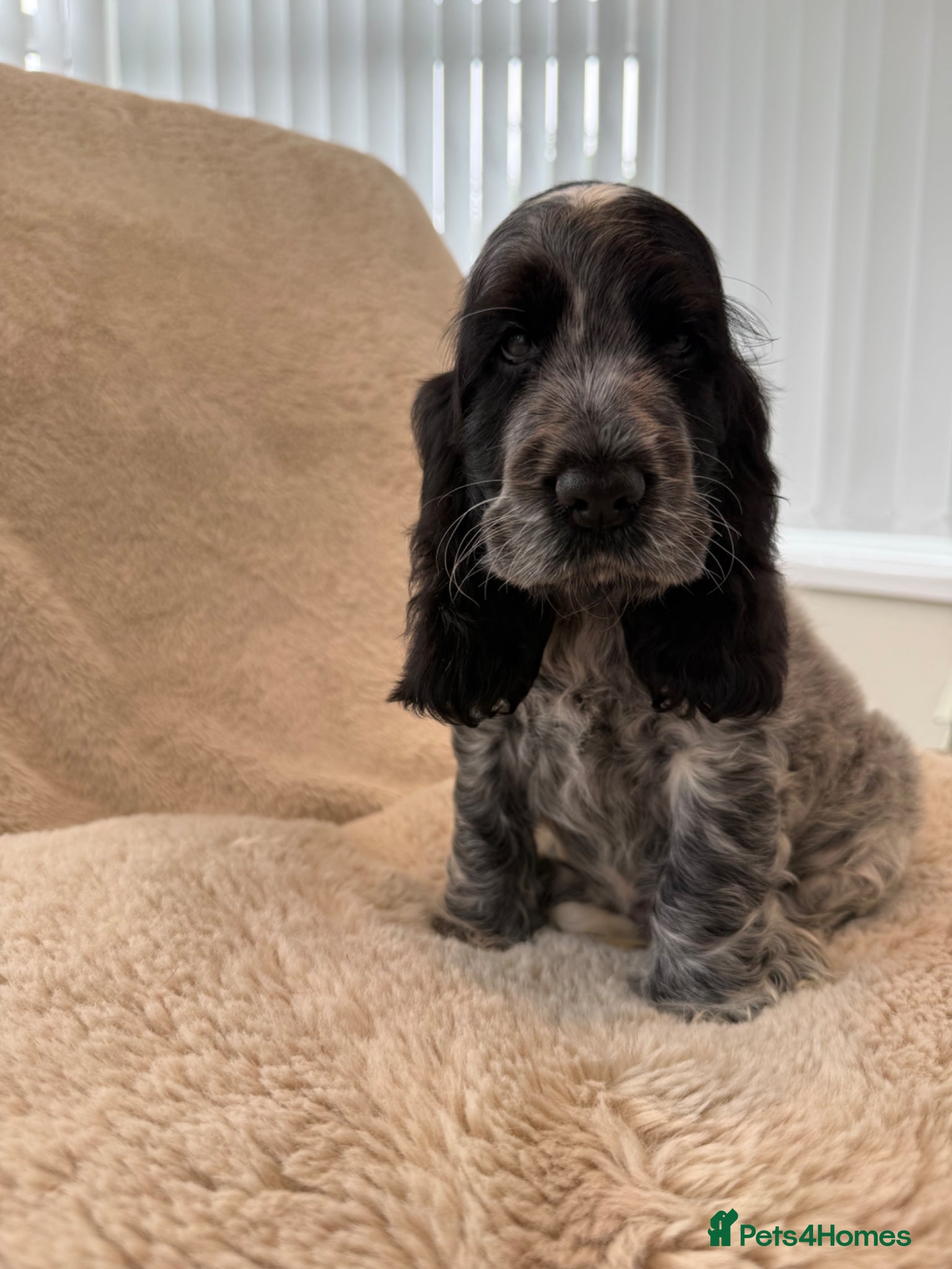 Cocker Spaniel dogs Top Quality KC Show Cocker Spaniel Puppies - Advert 1
