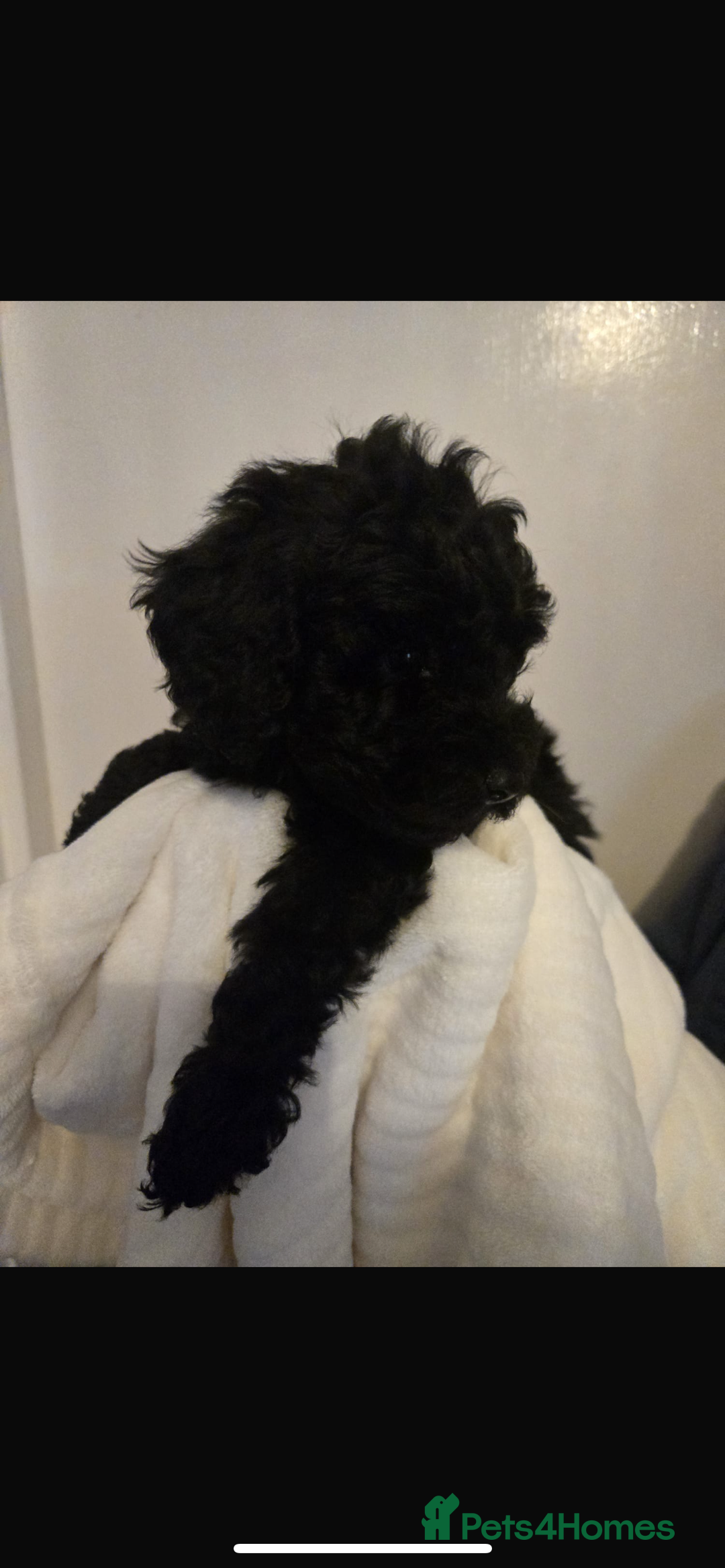 Toy Poodle dogs for sale: Stunning black toy poodle girl  - Advert 3