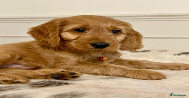 Cockapoo dogs - Advert 5