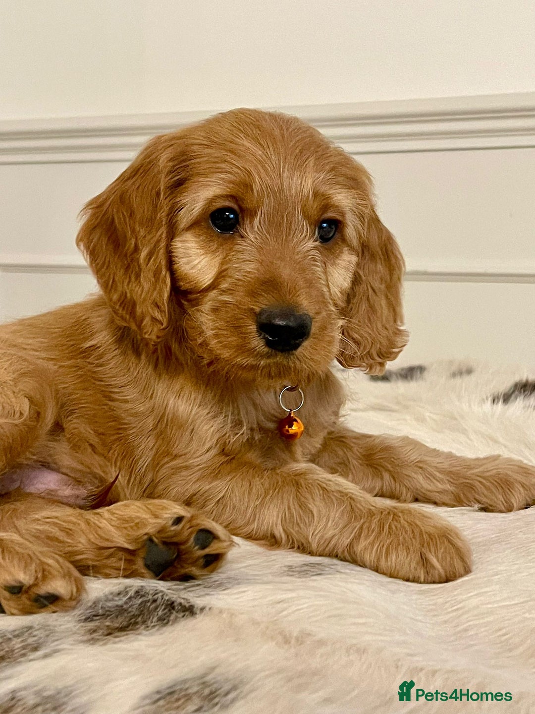 Cockapoo dogs for sale: Adorable F1 Cockapoo Puppies  - Image 2