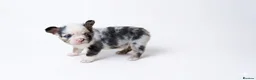 French Bulldog dogs for sale: Fluffy French Bulldogs - Advert 27