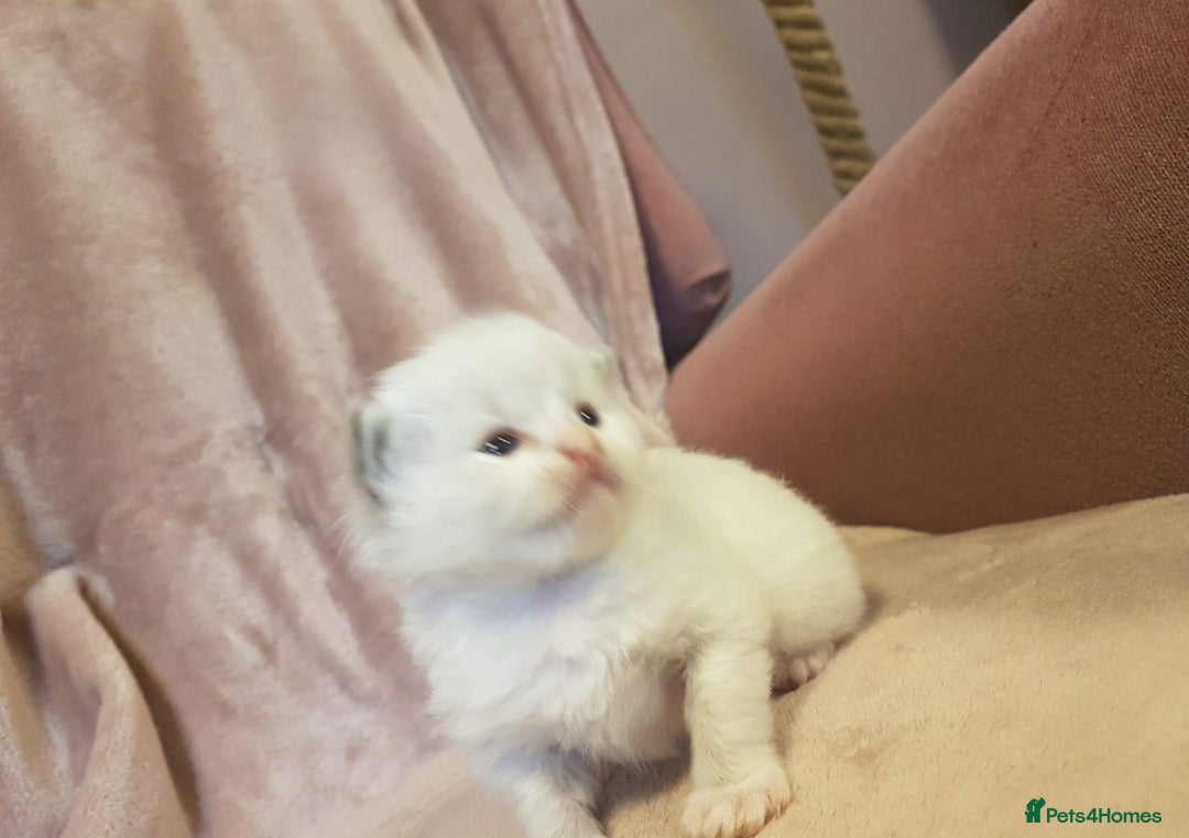 Ragdoll cats for sale: 🏆Ready Now. GCCF Champion Lines Ragdoll kittens - Advert 24