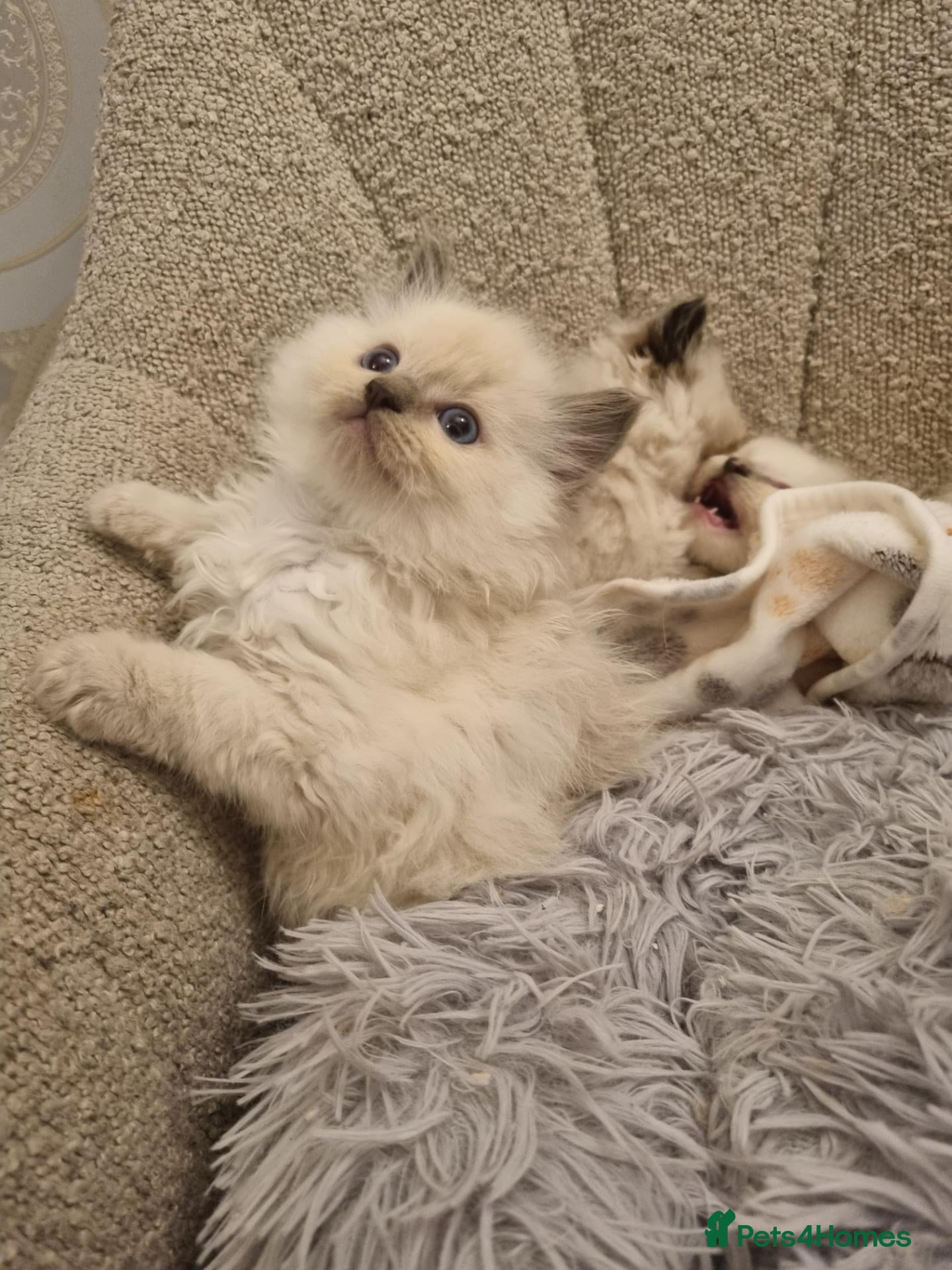 Ragdoll cats for sale: Health tested pure ragdoll  kittens  - Advert 1