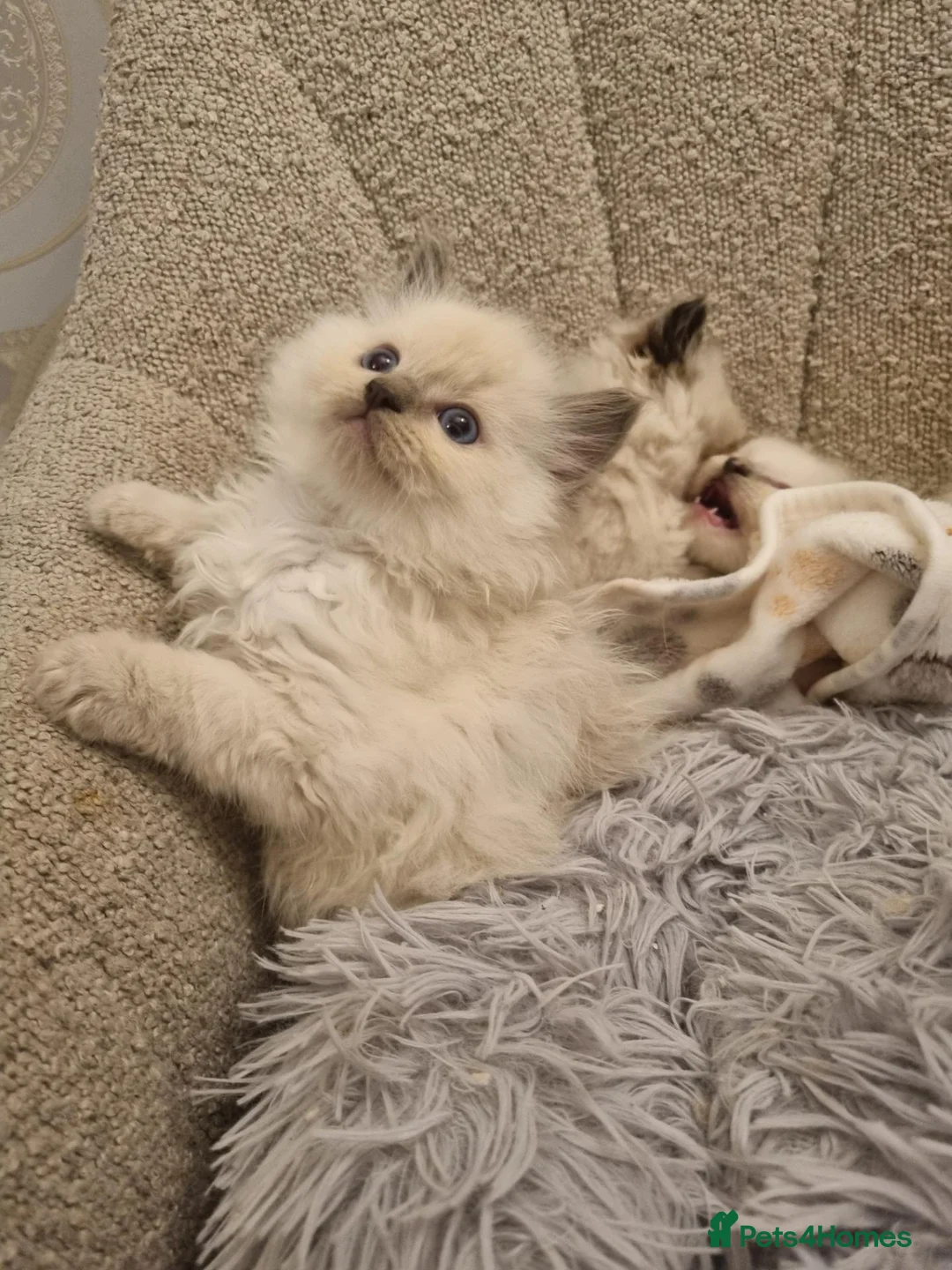 Ragdoll cats for sale: Health tested pure ragdoll  kittens  - Advert 1