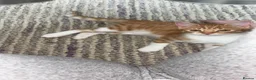 Mixed Breed cats for sale: 8 kittens for sale  - Advert 6