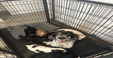 Mixed Breed dogs - Advert 13