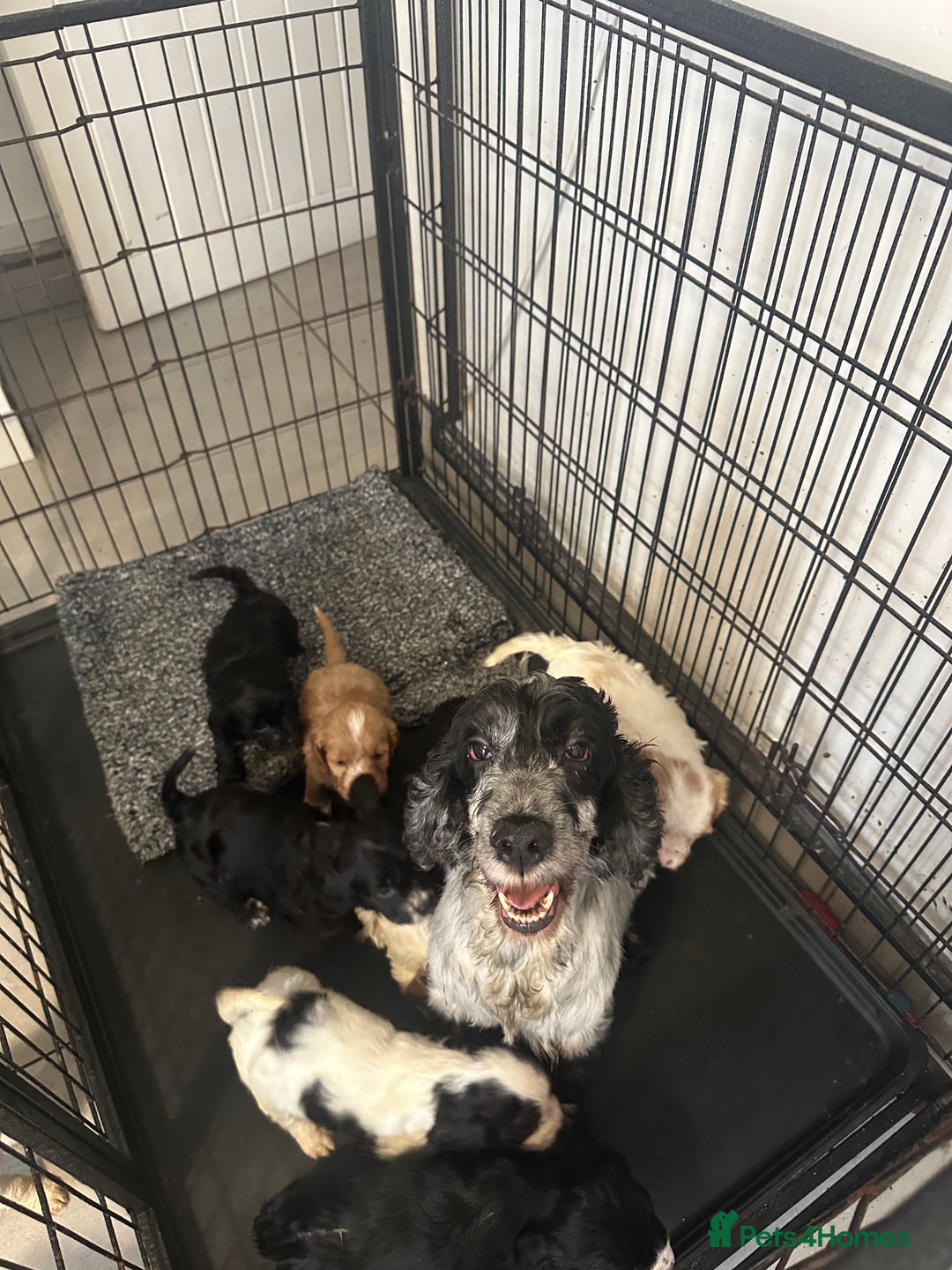 Mixed Breed dogs for sale: Cocker Spaniel x Cavapoo puppies available  - Image 2