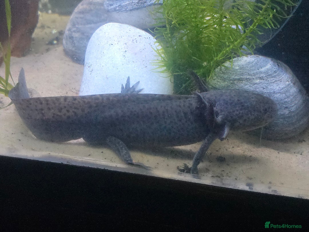 Axolotl reptiles for sale: Axolotl EGGS x 10  - Advert 1