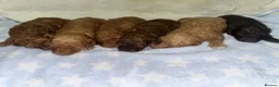 Cavapoochon dogs for sale: CAVAPOOCHON PUPPIES GIRLS/BOYS HEALTH TESTED - Advert 3
