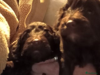 Cavapoo dogs Fabulous chocolate Cavapoos - Advert 16