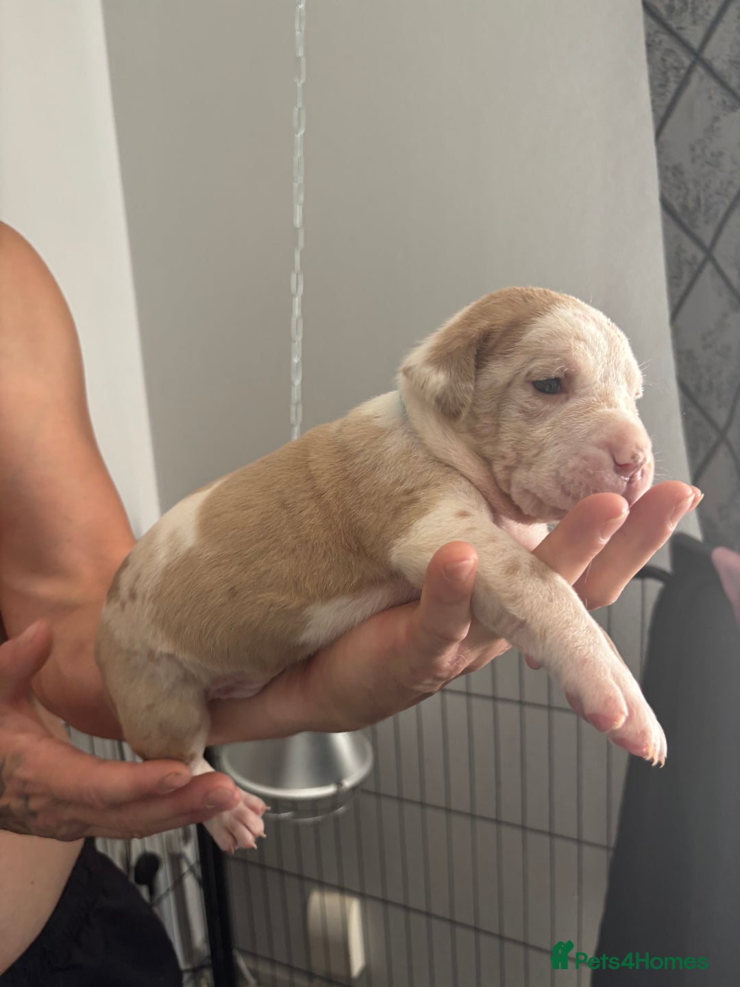 Mixed Breed dogs for sale: American Bulldog X Mastiff mix  - Image 27