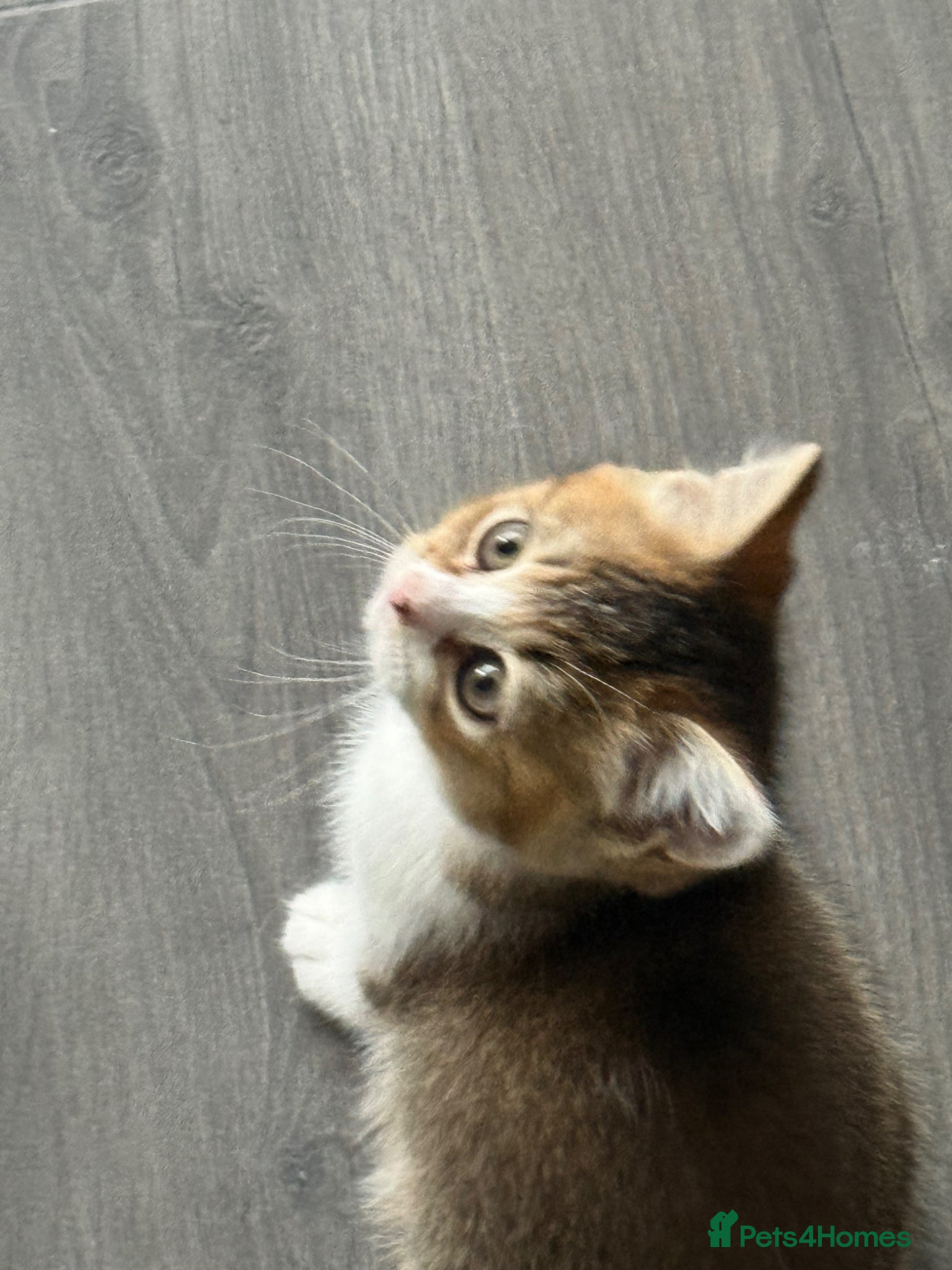 British Shorthair cats British Shorthair kittens - Advert 11