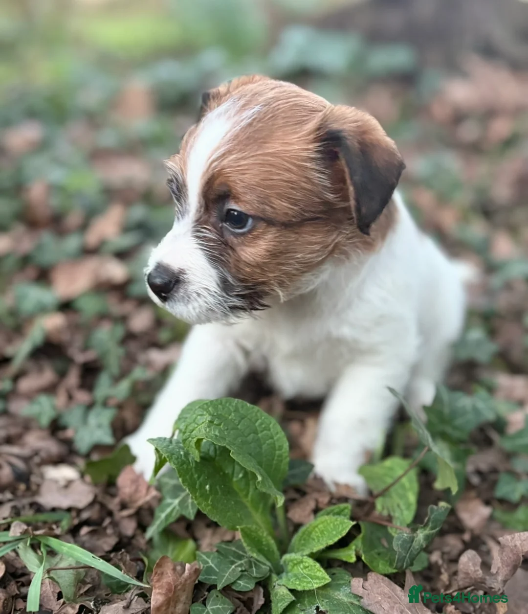 Jack Russell dogs for sale: Pedigree Jack Russell Terrier Puppies  - Advert 2