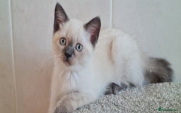British Shorthair cats for sale: British Blue shorthair, Lilac, Colorpoint Kittens - Image 23
