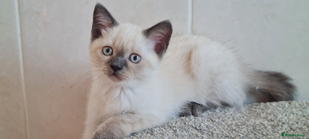 British Shorthair cats for sale: British Blue shorthair, Lilac, Colorpoint Kittens - Image 23