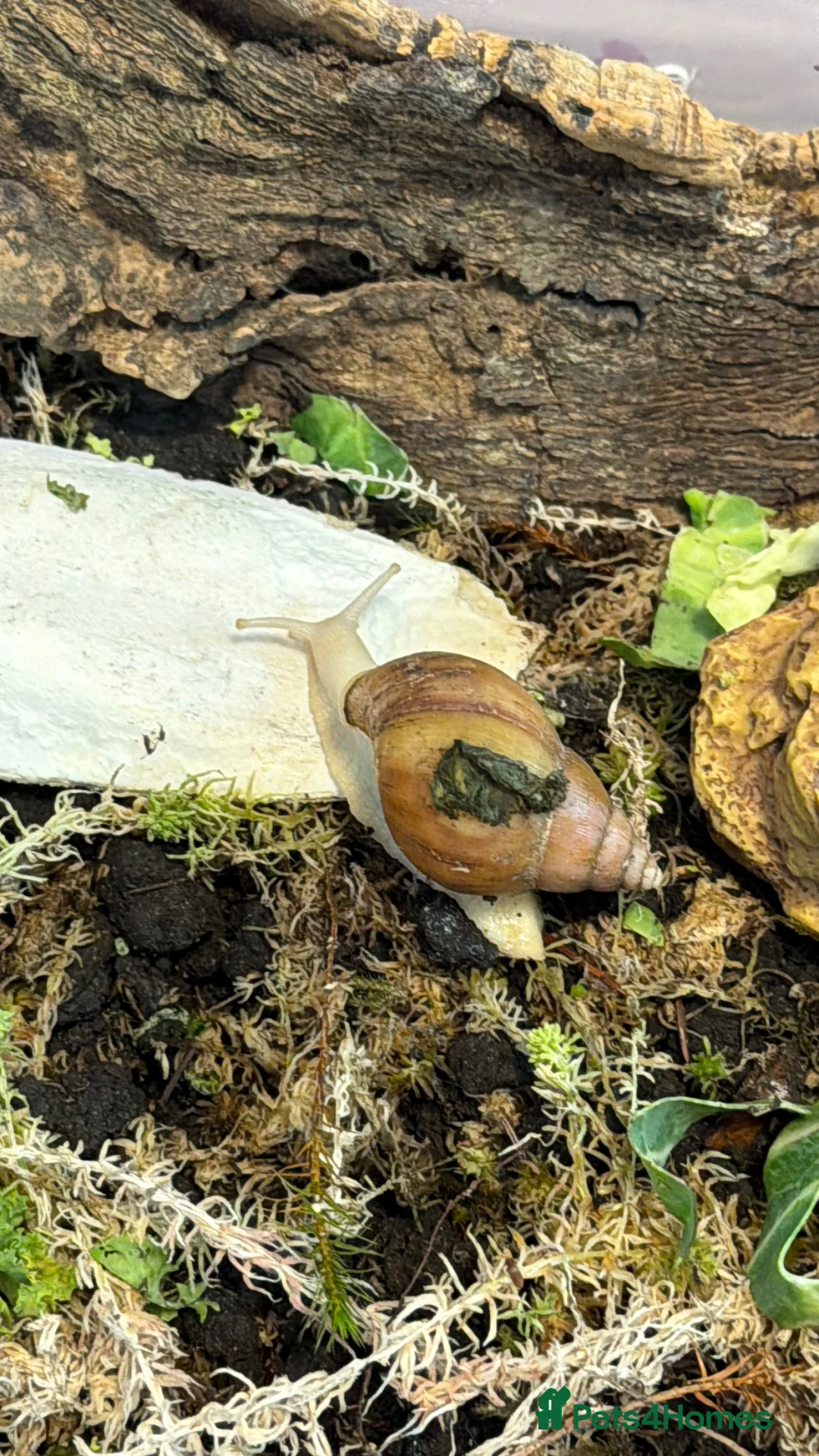 Mixed Breed reptiles for sale: Stunning Exotic Reptile Pets & Full Habitats - Advert 9