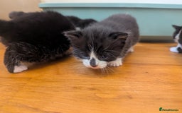 Mixed Breed cats for sale: 3 Beautiful Black and White Tuxedo Kittens  - Image 20