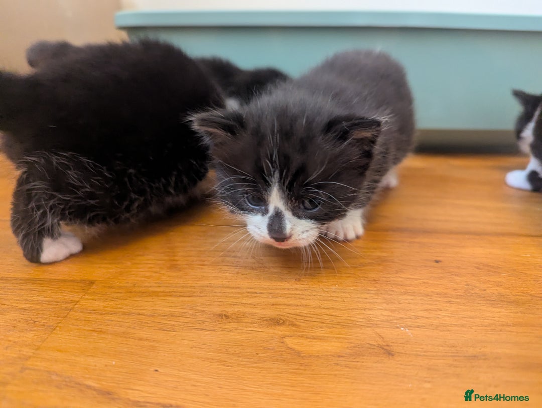 Mixed Breed cats for sale: 3 Beautiful Black and White Tuxedo Kittens  - Image 20