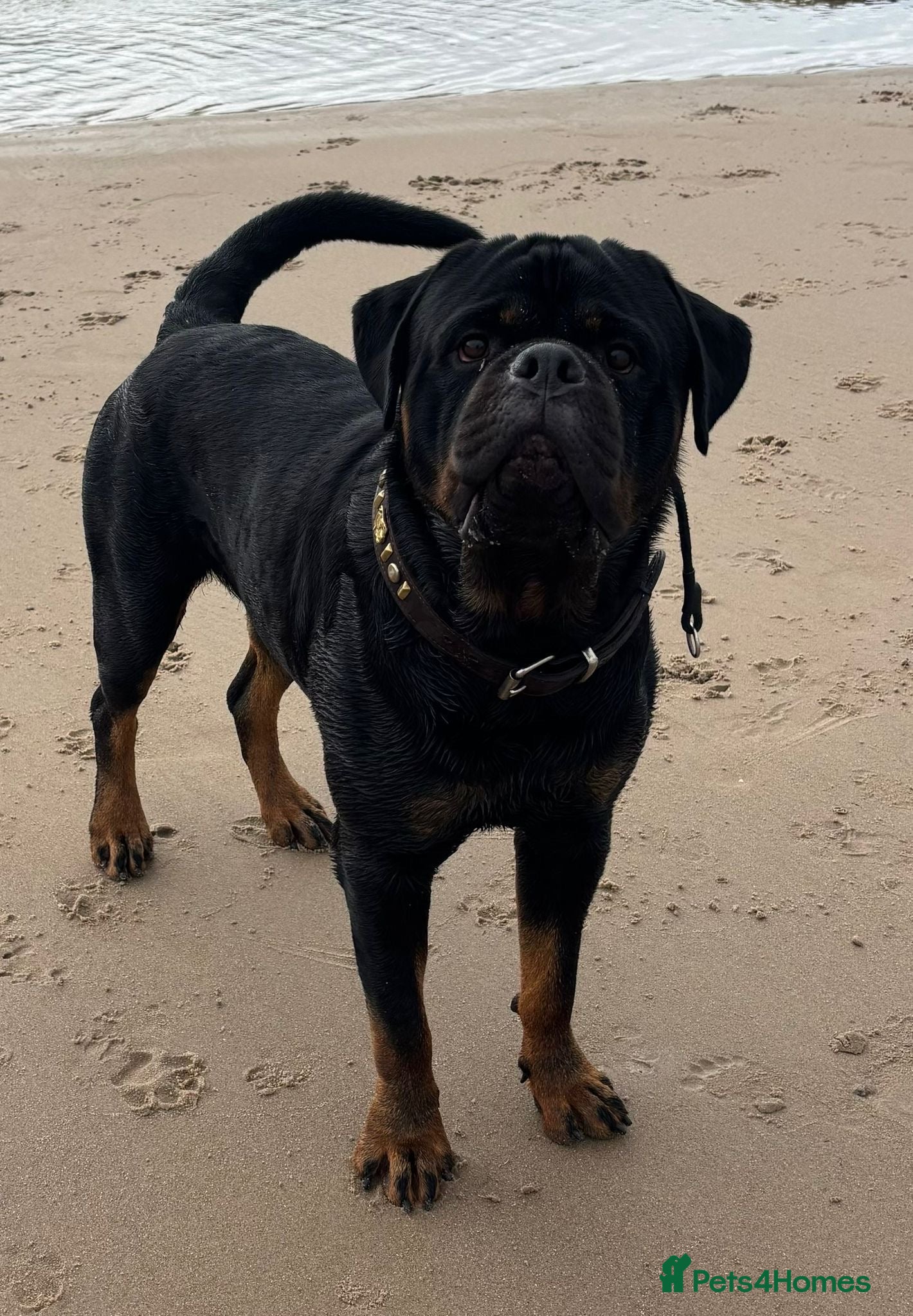Rottweiler dogs Stunning boy now at public stud - Advert 1