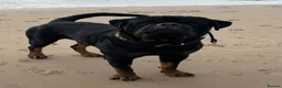 Rottweiler dogs for stud: Stunning KC reg boy now at public stud - Advert 1