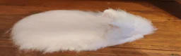 Lionhead rabbits for sale: Blue eyed white double maned baby lionhead - Advert 3